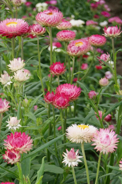 Strawflower Silvery Rose - West Coast Seeds