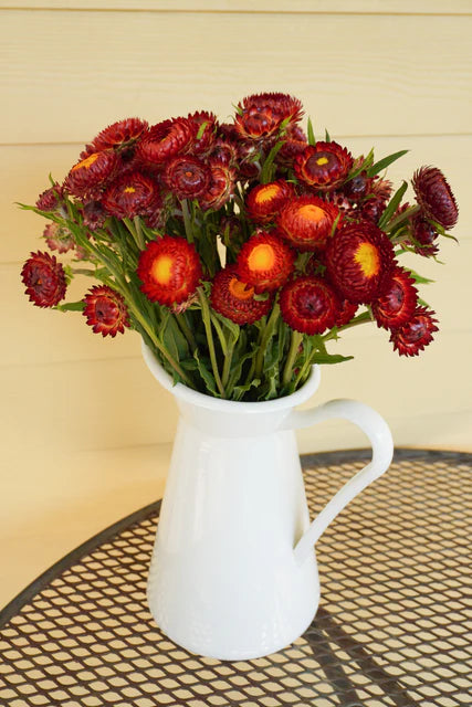 Strawflower Copper Red - West Coast Seeds