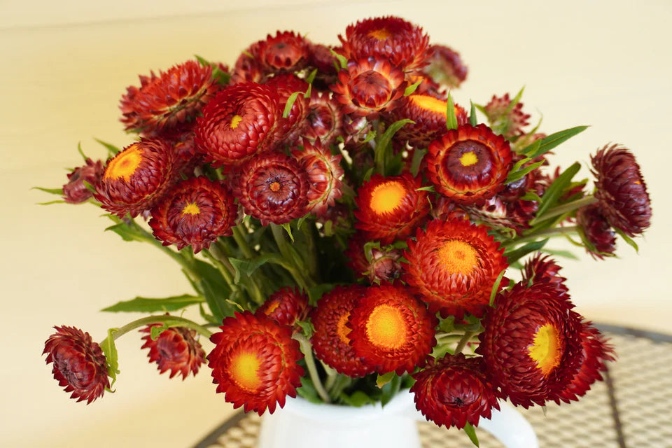 Strawflower Copper Red - West Coast Seeds