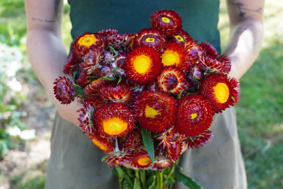 Strawflower Copper Red - West Coast Seeds