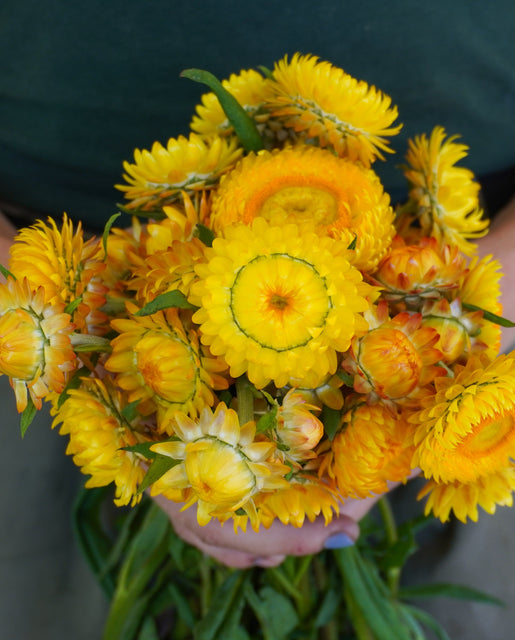 Strawflower Golden Yellow - West Coast Seeds