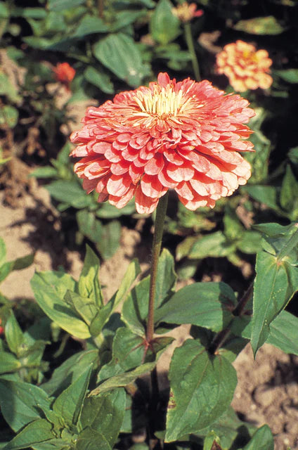 Zinnias Benary's Giant Salmon Rose - West Coast Seeds