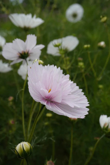Cosmos Cupcake Blush - West Coast Seeds