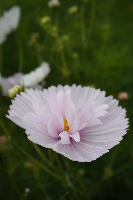 Cosmos Cupcake Blush - West Coast Seeds