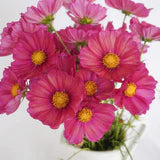 Cosmos Xsenia - West Coast Seeds