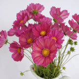 Cosmos Xsenia - West Coast Seeds