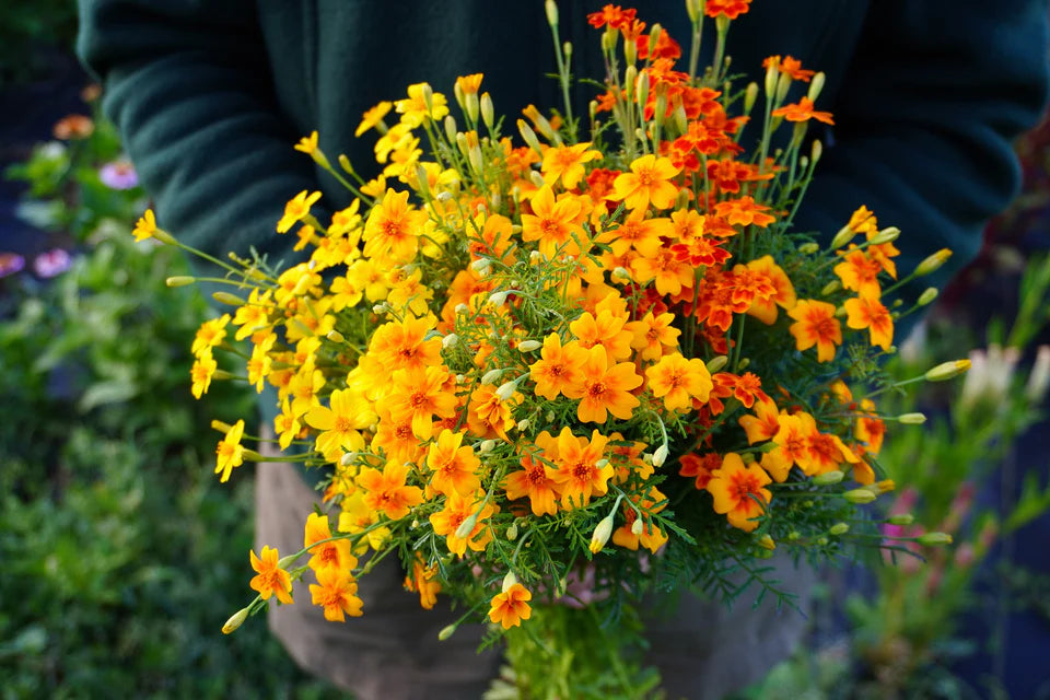 marigold starfire mix seeds Marigolds Starfire Mix