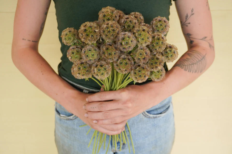 Scabiosa Paper Moon - West Coast Seeds