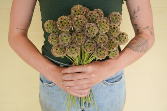 Scabiosa Paper Moon - West Coast Seeds