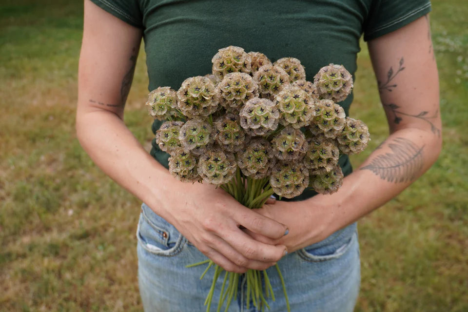 Scabiosa Paper Moon - West Coast Seeds