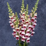 Snapdragon Potomac Plumblossom - West Coast Seeds