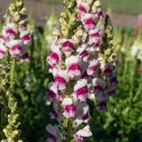 Snapdragon Potomac Plumblossom - West Coast Seeds