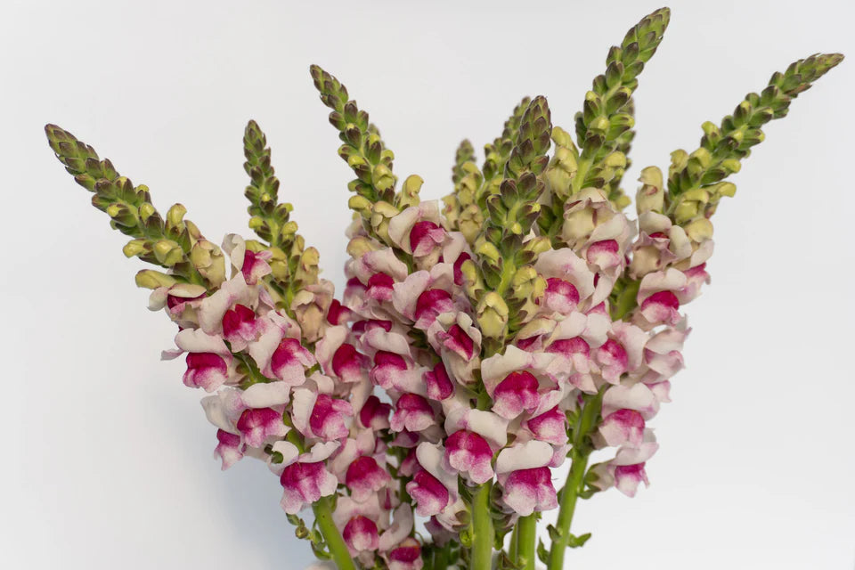 Snapdragon Potomac Plumblossom - West Coast Seeds