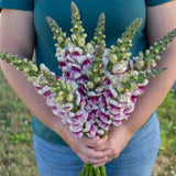 Snapdragon Potomac Plumblossom - West Coast Seeds