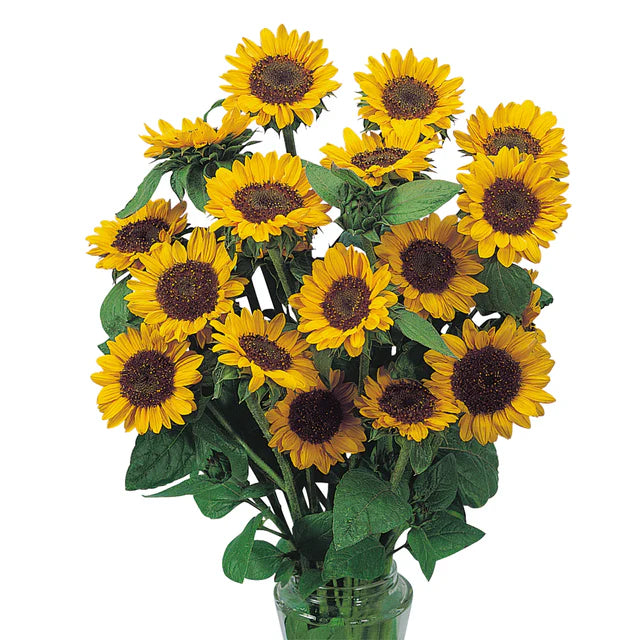 Sunflower Sonja - West Coast Seeds