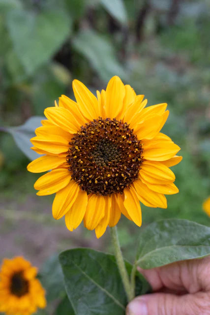 Sunflower Sonja - West Coast Seeds