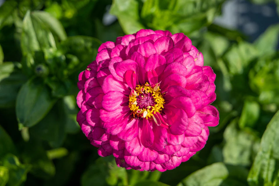 Zinnias Benary's Giant Carmine - West Coast Seeds
