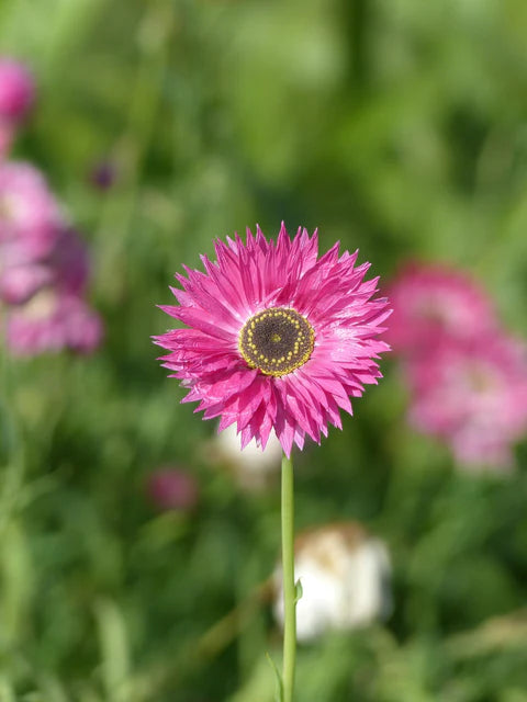 Helipterum Pierrot Red - West Coast Seeds