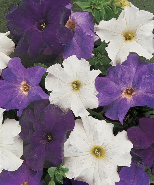 Petunias Dreams Waterfall Mix Pelleted - West Coast Seeds