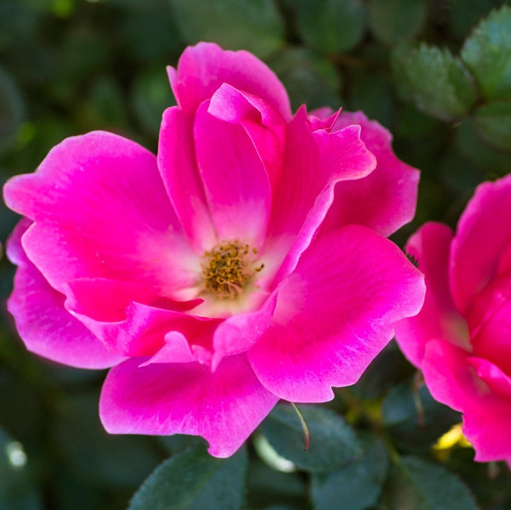 Roses | Over 450 Varieties | Canada-Wide Shipping – Page 2 – Wildwood ...