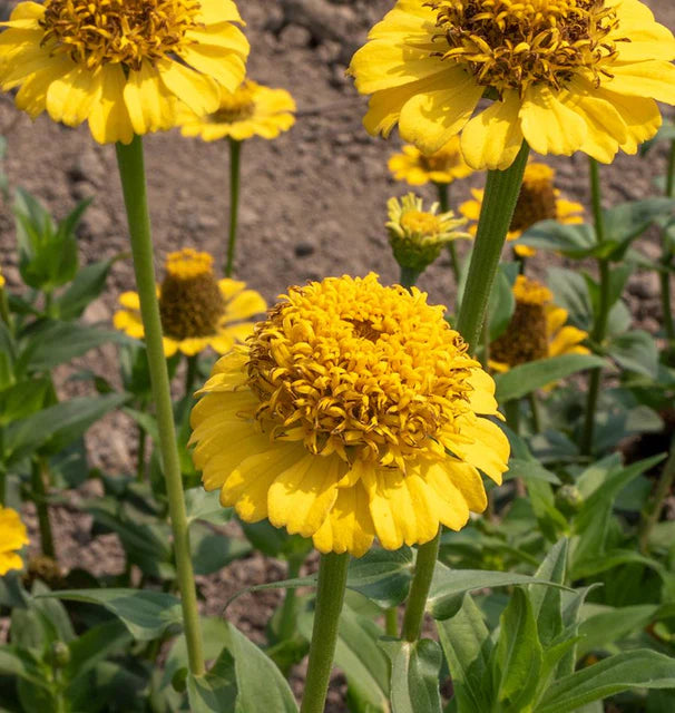 Zinnia Lemon Cupcake - West Coast Seeds