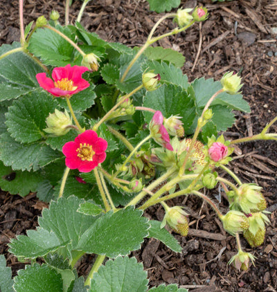 Strawberry Rose Berries Galore - West Coast Seeds