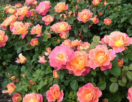 Fruity Petals - Star Roses and Plants