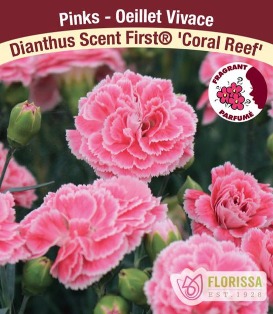 Dianthus - Coral Reef, 1 Pack