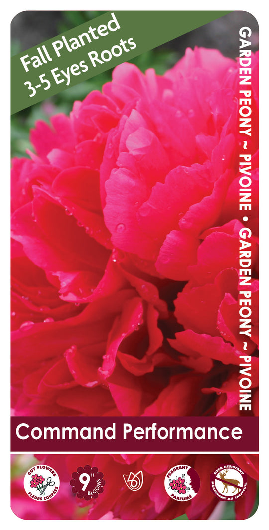 Peony - Command Performance | Fall Planting Roots