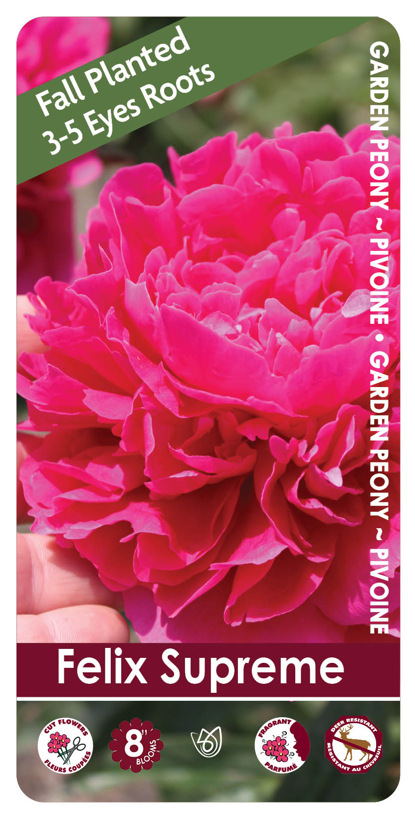 Peony - Felix Supreme | Fall Planting Roots