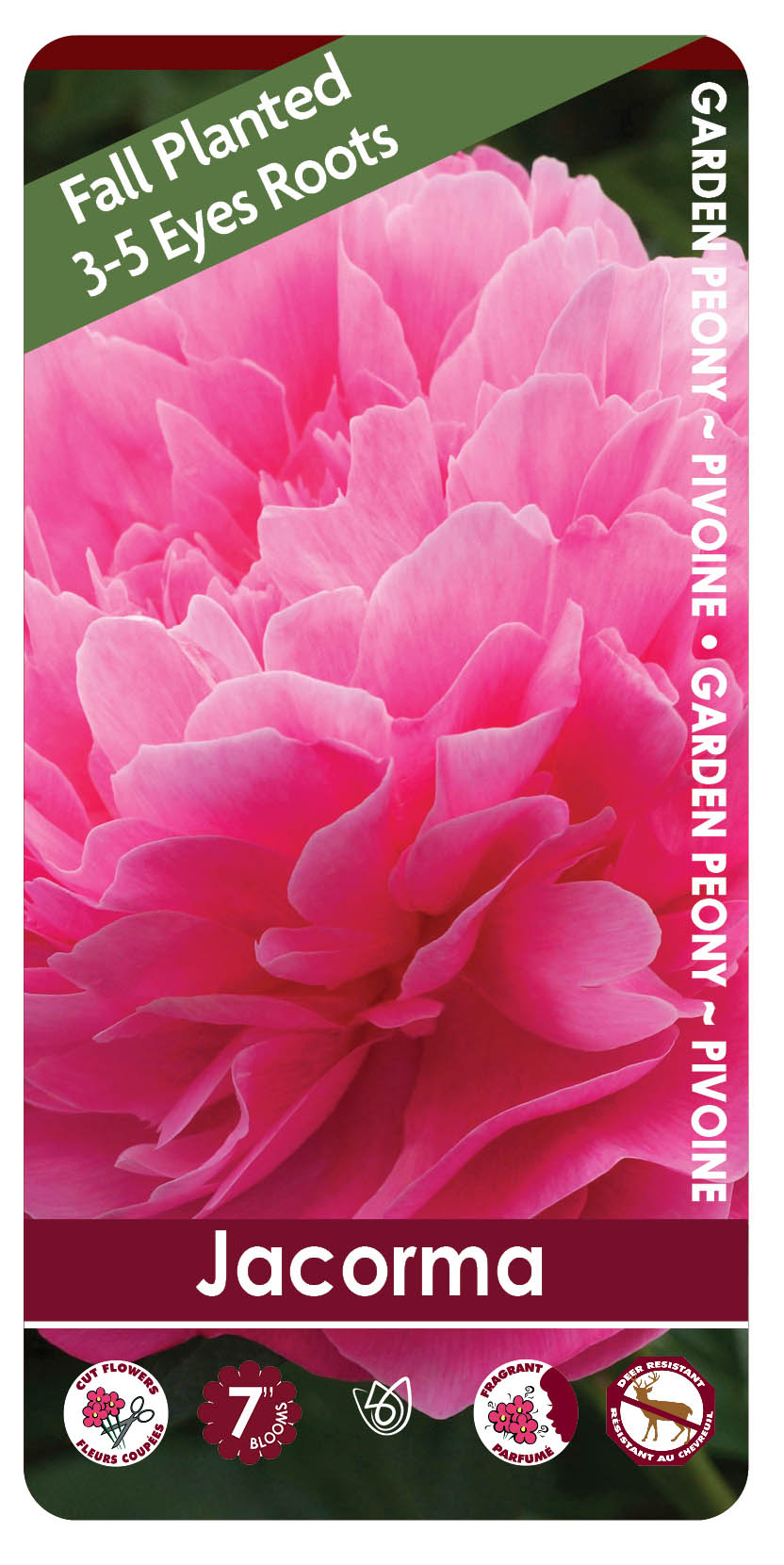 Peony - Jacorma | Fall Planting Roots