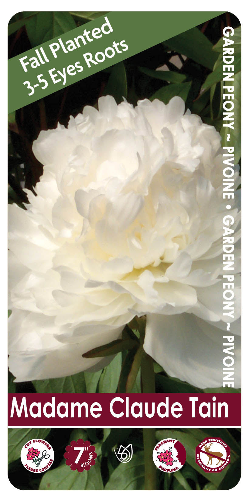 Peony - Madame Claude Tain | Fall Planting Roots
