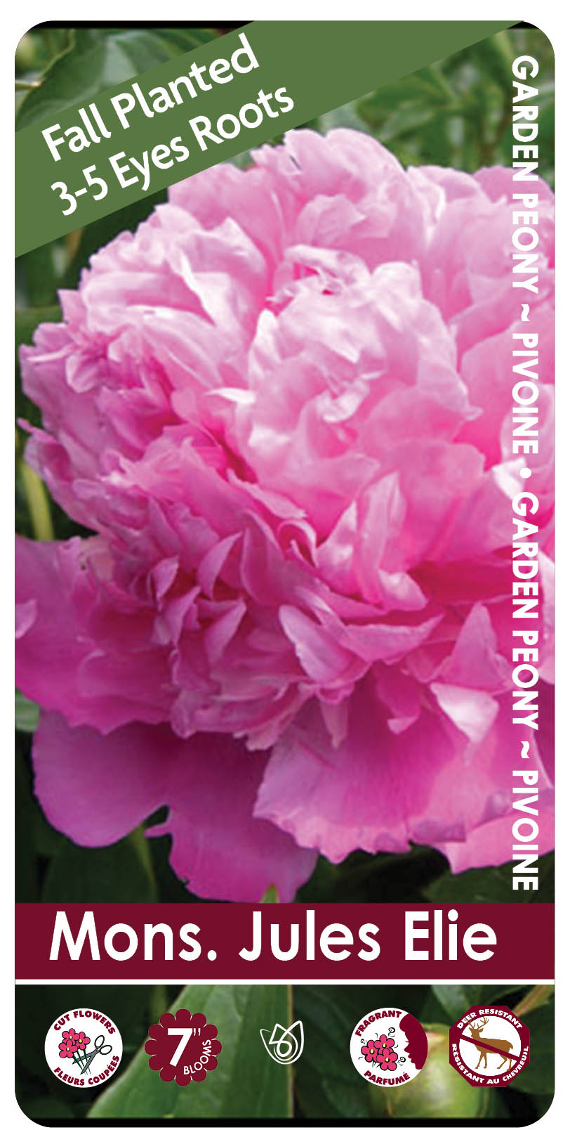 Peony - Monsieur Jules Elie | Fall Planting Roots