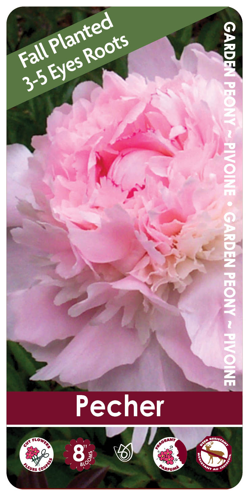 Peony - Pecher | Fall Planting Roots