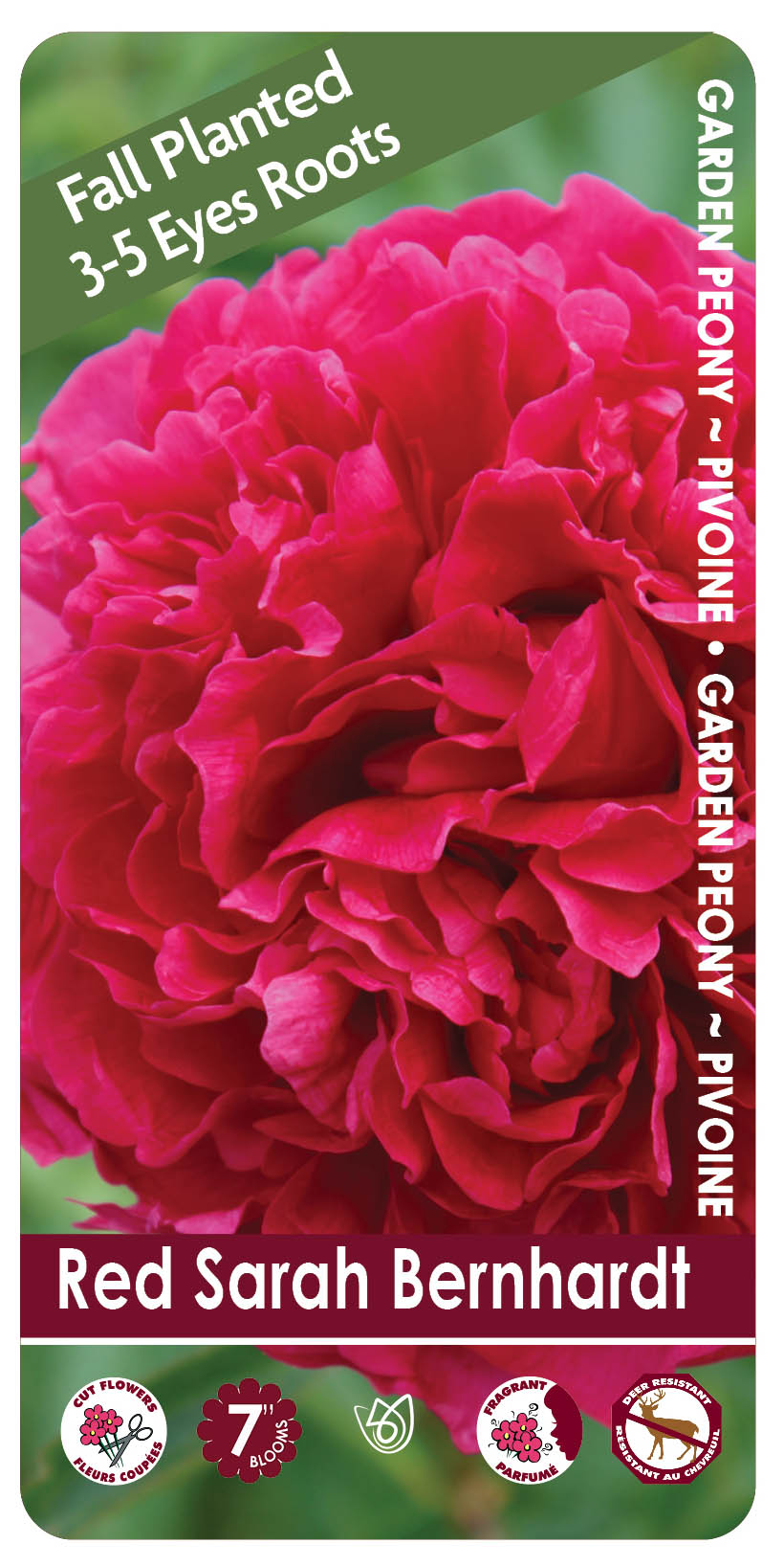 Peony - Red Sarah Bernhardt | Fall Planting Roots