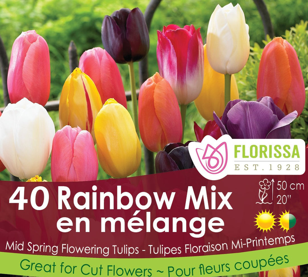 Tulip - Rainbow Mix - Mesh Bag, 40 Pack