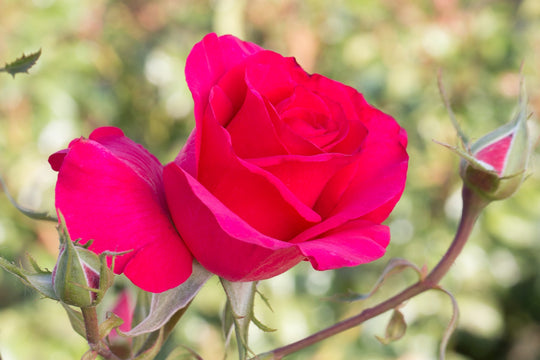 Fame!™ - Star Roses and Plants