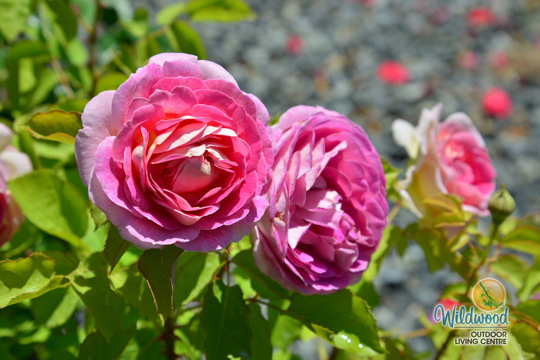 Fashion Forward - Weeks Rose