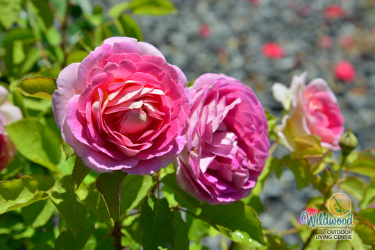 Fashion Forward - Weeks Rose