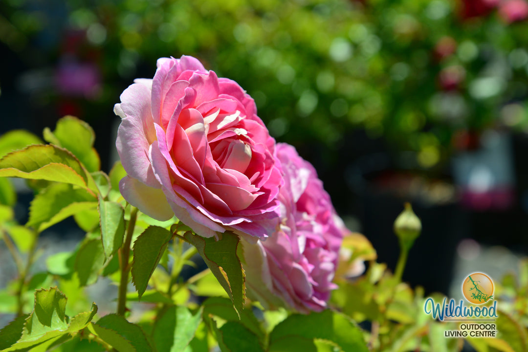 Fashion Forward - Weeks Rose