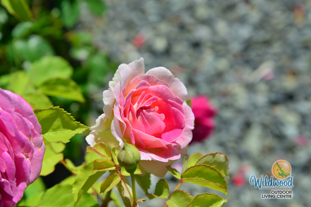 Fashion Forward - Weeks Rose