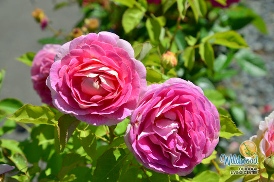 Fashion Forward - Weeks Rose