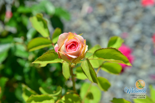 Fashion Forward - Weeks Rose