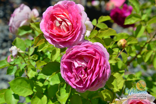 Fashion Forward - Weeks Rose