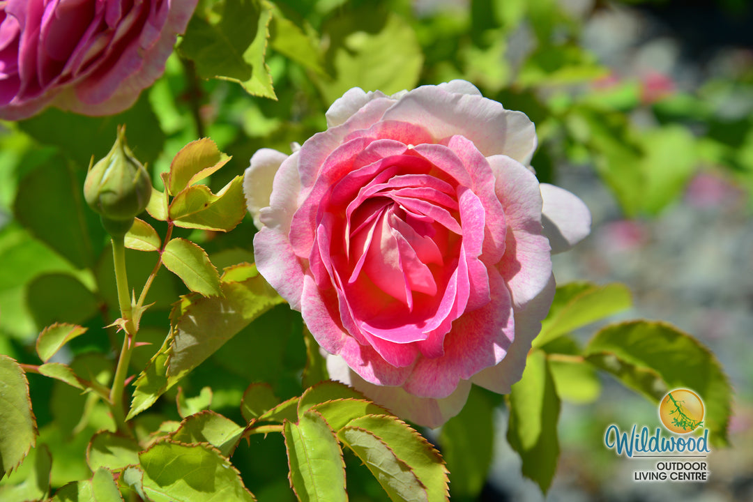 Fashion Forward - Weeks Rose