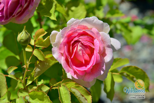 Fashion Forward - Weeks Rose