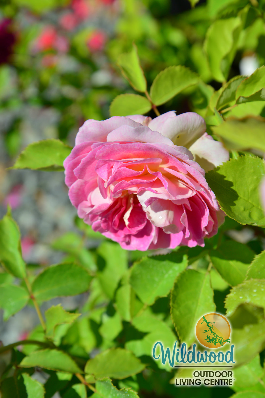 Fashion Forward - Weeks Rose