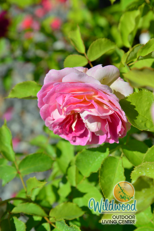Fashion Forward - Weeks Rose
