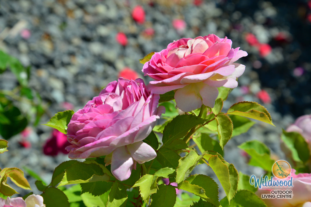 Fashion Forward - Weeks Rose