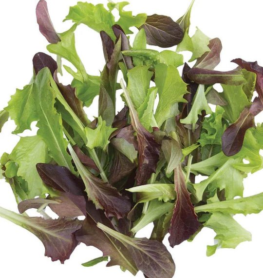 Organic Lettuce Fast & Furious - West Coast Seeds